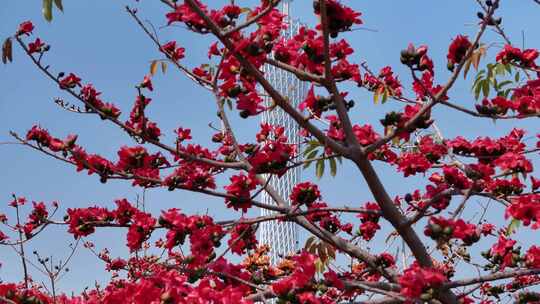 木棉花与城市高楼景观