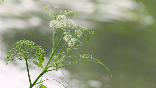 河水潺潺野花实拍视频