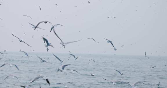 大海海面飞翔的海鸥