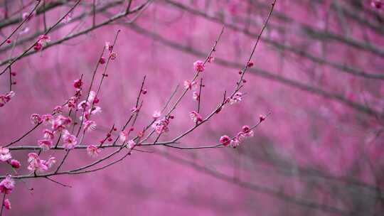 四川成都粉色梅花盛开的唯美花枝近景