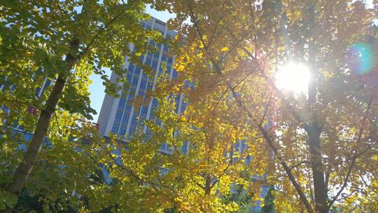 金色秋天银杏树银杏叶