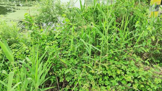 农村房屋蔬菜菜园花草树木绿色植物