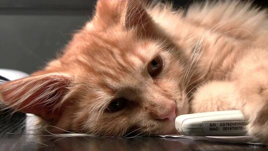 小猫躺在地上特写宠物视频素材模板下载