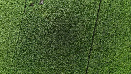 俯拍绿油油的水稻农田视频素材模板下载