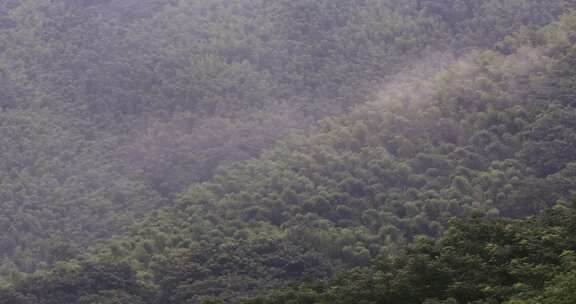 绿色山林森林竹海云海云雾安徽山区远景特写