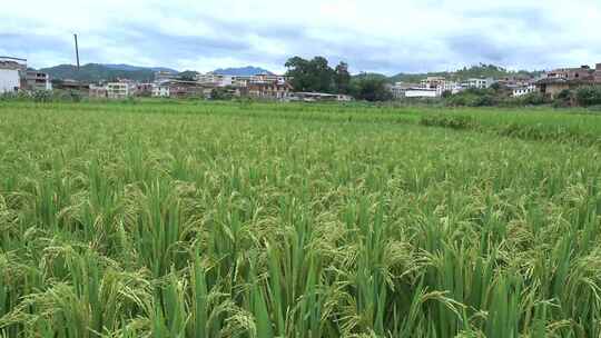 4k农村 田园风光 水稻扬花