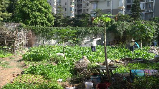 稻草人 菜园 农田 乡下 稻草