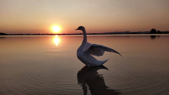 4K夕阳下河里游泳的天鹅