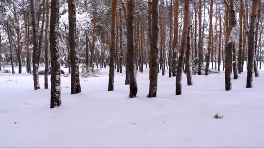 走过一片白雪皑皑的森林