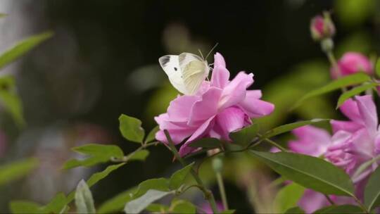 白色的蝴蝶落在粉红色的花朵上