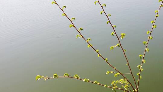 春天发芽的树枝