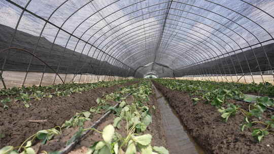 农民田间劳动种植蔬菜蔬菜大棚里的蔬菜