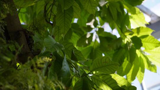含羞草热带雨林植物园绿色叶子