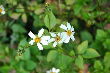 自由女神冲锋 热血 热血 鼓声 街头