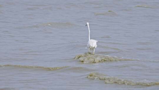 深圳湾红树林湿地生态白鹭3227