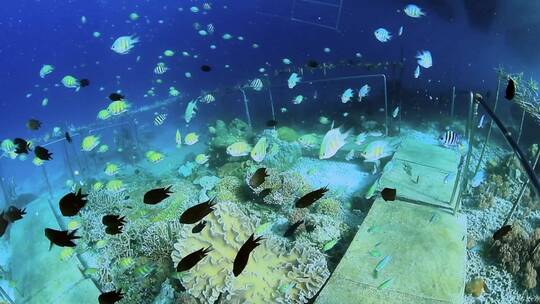 海底世界珊瑚礁