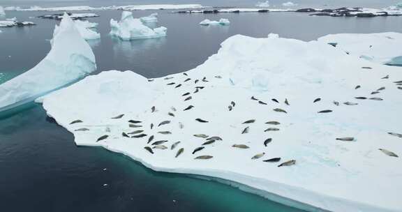 海豹殖民地在南极的浮冰上休息