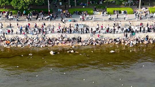 深圳湾公园观红嘴鸥人群、深圳湾观鸟