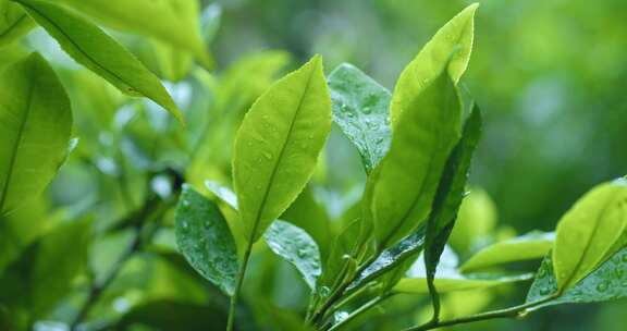 茶叶茶芽滴水茶树茶园自然生长空镜