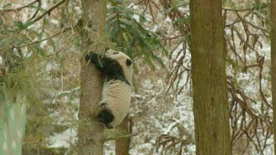 爬树的大熊猫