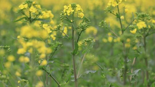 油菜花实拍