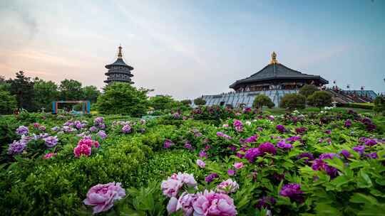 洛阳牡丹花都天堂明堂鲜花盛开