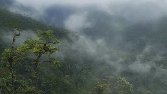 云南森林程曦雾气大自然原始植物绿色