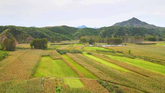 秋天的农田庄稼地 丰收的景色