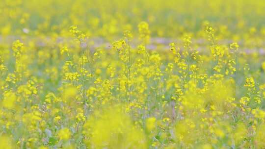 春天油菜花春暖花开蜜蜂采蜜视频素材模板下载