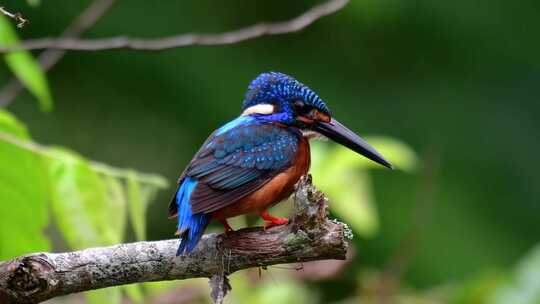 蓝耳翠鸟是在泰国发现的一种小型翠鸟，它被