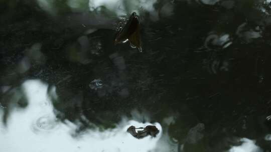 水面倒影下雨空镜