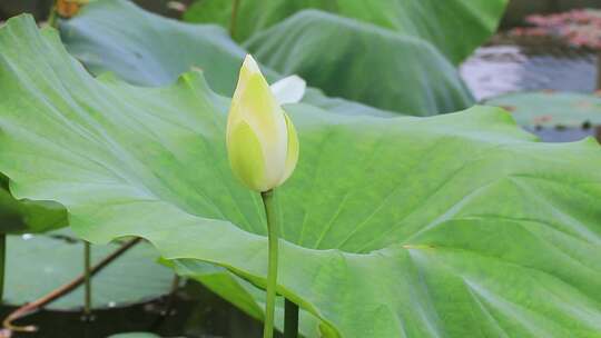 白色荷花 荷塘 风中荷叶 白莲花