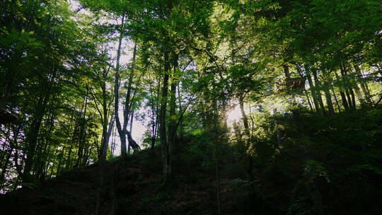 冉冉升起的太阳穿过森林