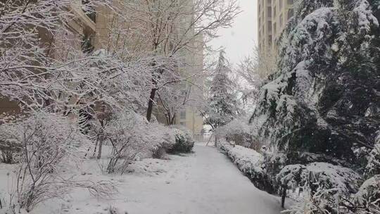 冬天里的雪 雪景