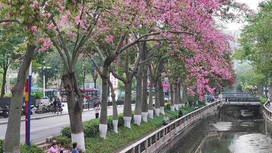 中国广东省广州市荔湾区坦尾美丽异木棉