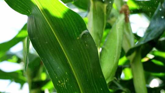 玉米农业丰收粮食雨滴水滴下雨农田收获丰收