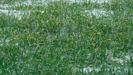 农村大雪天小麦二十四节气