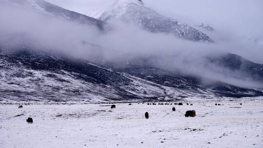 三江源玉树雪山下放牧