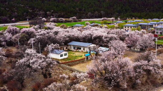 西藏林芝米林桃花乡村