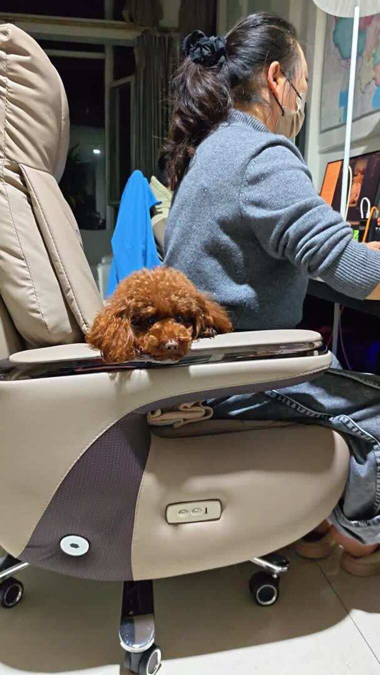 女子居家办公身旁趴着泰迪犬