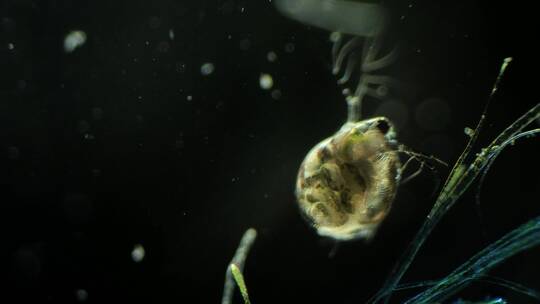显微镜下的微型动物，枝角类（水蚤）3视频素材模板下载