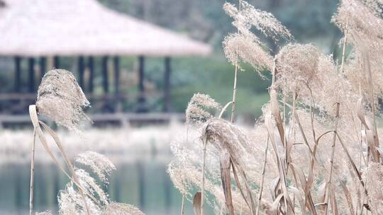 杭州三台山景区乌龟潭