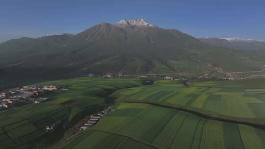 青海祁连县阿咪东索油菜花田航拍自然风光