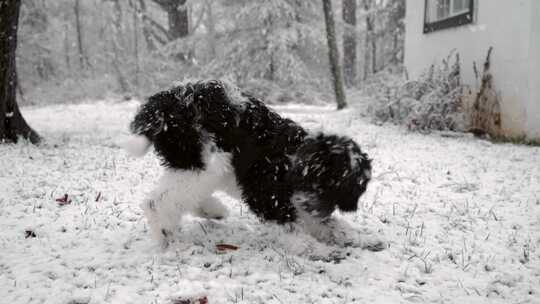 小狗，狗，下雪，雪