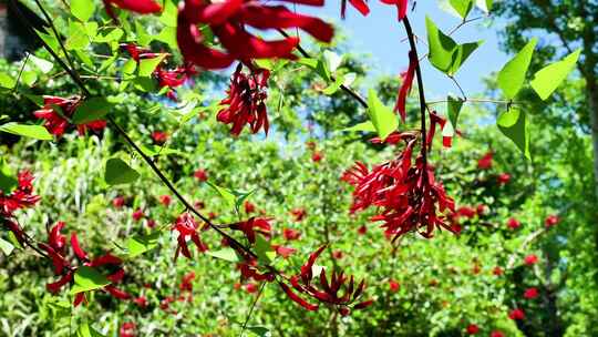 龙牙花牙花花朵花象牙红龙芽花