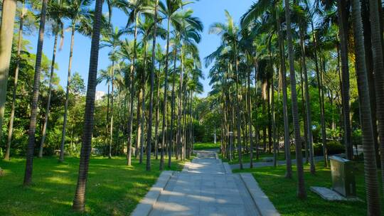 棕榈树 热带植物园 假槟榔树 树林视频素材模板下载