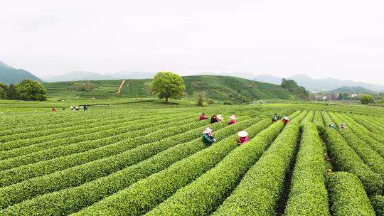 杭州春天茶园采茶航拍杭州龙井茶园采摘