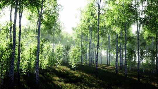 白桦树林的阳光
