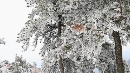 冰天雪地雾淞