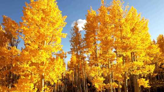 4k风景秋天金黄色的森林